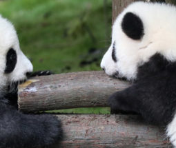 中法大熊猫文化周