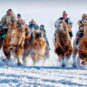 雪原赛驼 Compétition à chameau sur la prairie enneigée