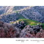 吐尔根野杏林花开 Amandiers sauvages de Tuergen en fleurs (Yili)