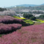 Parc de fleurs de cerisiers de Qingzhen, Guiyang 贵阳清镇樱花园