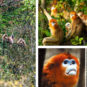 Rhinopithèques du Guizhou 黔金丝猴