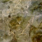 3.刻鸟立高台符玉璧-刻符 Disque bi 璧 au motif d'oiseau en jade