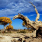 11.胡杨林 Forêt des peupliers de l’Euphrate