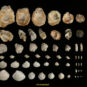 02 出土海洋软体动物贝壳 Coquilles de mollusques marins exhumées