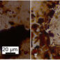 04 检测到的粟、黍植硅体照片 Photographies de phytolithes de millet et de millet glutineux détectés