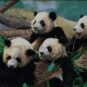 17、大熊猫 Pandas géants 朱金莲/中国 Zhu Jinlian/Chine