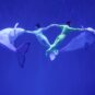 11哈尔滨极地公园白鲸水下表演 Spectacle sous-marin du béluga au parc polaire de Harbin