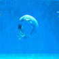 12哈尔滨极地公园白鲸水下表演 Spectacle sous-marin du béluga au parc polaire de Harbin
