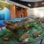12抚远鱼博馆“镇馆之宝”——重达四百多公斤的鳇鱼 Trésor du Musée des poissons de Fuyuan – Un esturgeon pesant plus de 400 kg