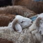 动物：高山上的羊 Moutons de montagne