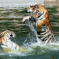 4横道河子东北虎林园 Parc des tigres sibériens, bourg de Hengdaohezi