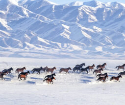 Semaine de promotion du Xinjiang