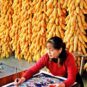 36 户县农民画Peintures paysannes de Huxian