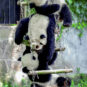 九龙坡/大熊猫渝宝、渝贝、良月 Jiulongpo/Pandas géants Yu Bao, Yu Bei, Liang Yue